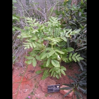 Kalanchoe prolifera (fam Crassulacees) (Madagascar) (1)